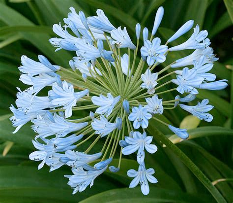 Types Of Light Blue Flowers