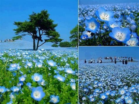 Park In Japan Japanese Park Hitachi Seaside Park Blue Garden Flower