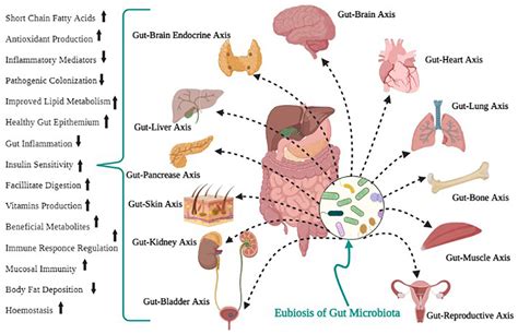 Frontiers Human Gut Microbiota In Health And Disease Unveiling The