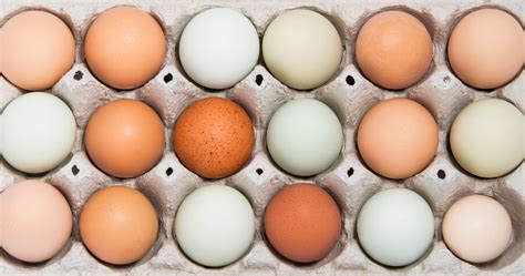 You want to cool those eggs in a hurry. Egg Shell Colour Chart by Breed of Hen - The Poultry Pages