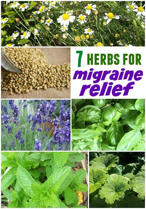 7 Herbal Remedies For Headaches And Migraines Migraines Remedies
