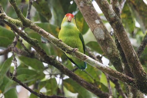 Sri Lanka Hanging Parrot Loriculus Beryllinus Discovering Birds