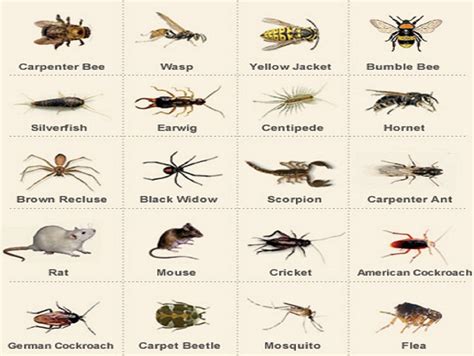 They look like fruit flies, but don't fly. WELCOME | House bugs, Bug identification
