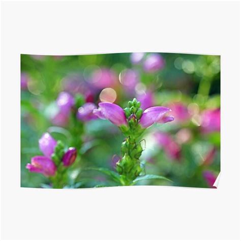 No welding, no metal fab. Turtlehead Posters | Redbubble