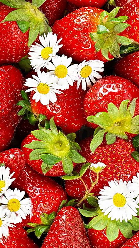 Strawberries Daisy Flower Fruit Red Strawberry Hd Phone Wallpaper
