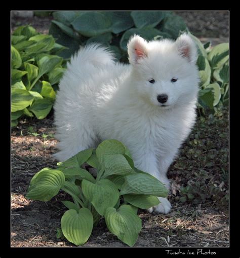 Samoyed Puppies For Sale New York Ny 172237 Petzlover