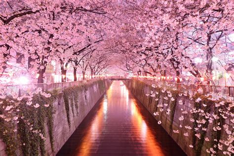 Pink Flowering Trees Japan Architecture Cherry Blossom
