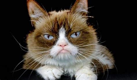 Grumpy Cat The Feline Internet Legend Dies At Age 7 National