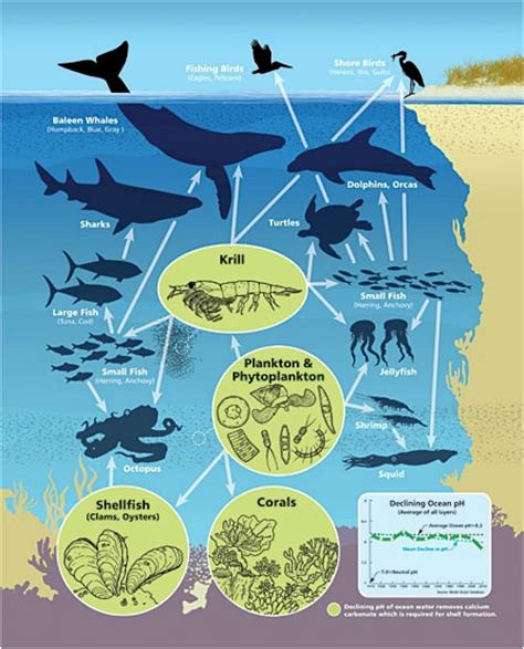 Food Chain In The Atlantic Ocean Animals World