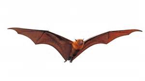 The Largest Bat Species In The World