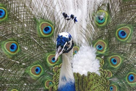 Sensational White Peacocks All The Facts And Pictures Golden Spike Company