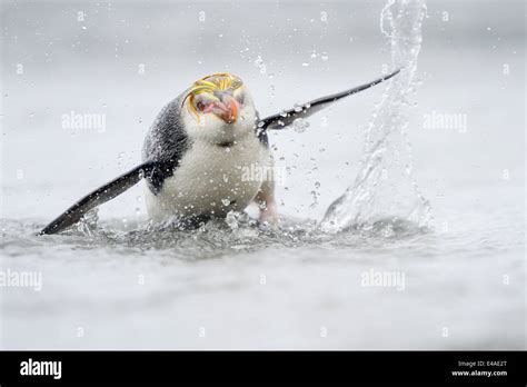 Penguin Jumping Water Hi Res Stock Photography And Images Alamy