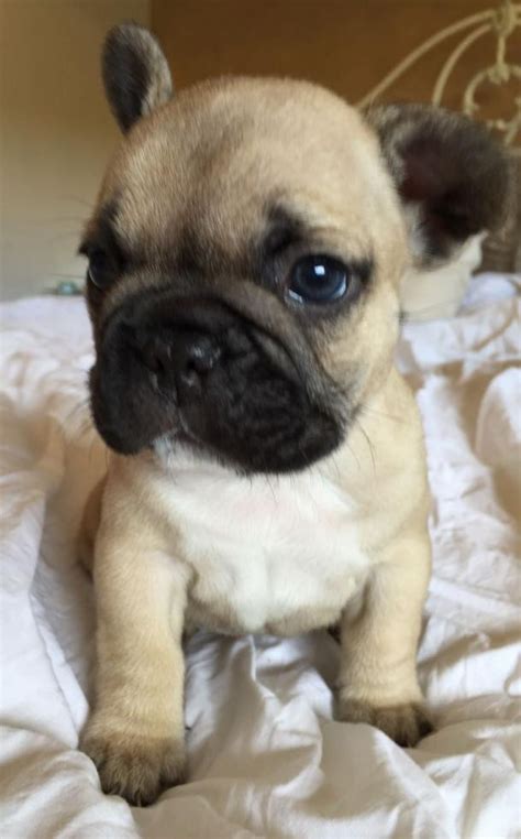 Beautiful super small male messages for more pics and. French Bulldog Puppies For Sale | Tulsa, OK #84594