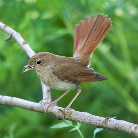 Nightingale Bto British Trust For Ornithology