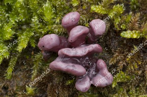 Purple Jellydisc Ascocoryne Sarcoides Fungus Fruiting Editorial Stock