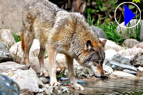 Live Webcam Wolves At The International Wolf Centre