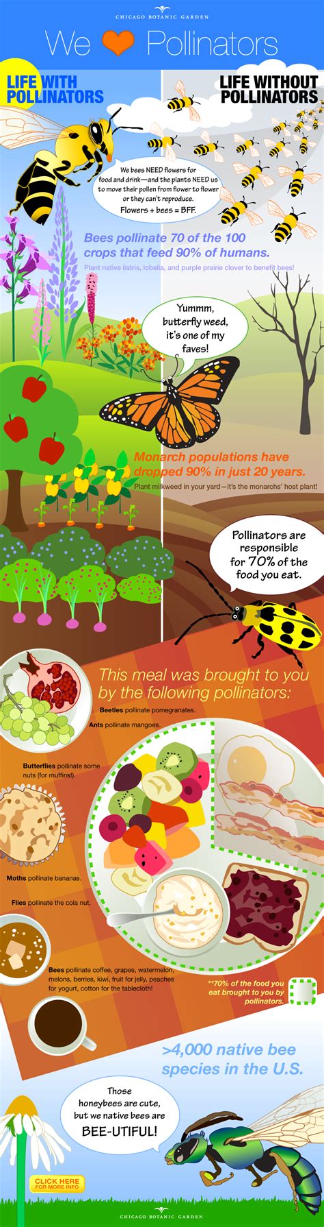 Pollinator Garden Facts Mbi Garden Plant