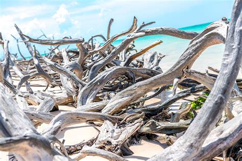How to refinish driftwood in 4 steps to make it last a lifetime using driftwood weathered wood finish or a wood stain. Drifting with creativity: How Mark turns driftwood, string ...
