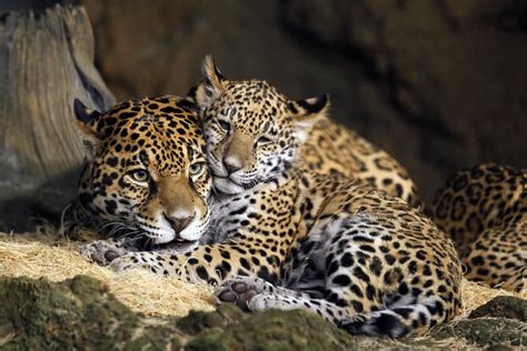 Jaguar 4k Wallpapers - Wallpaper Cave