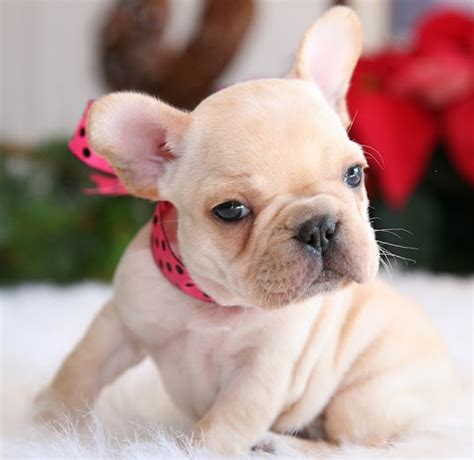 For the love of frenchies please do your homework before buying a french bulldog. Amazing French Bulldog Puppy for Sale - Dogs & Puppies ...