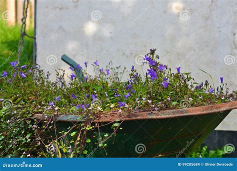 Flowers In An Old Wheelbarrow Stock Photo Image Of Nature Beauty