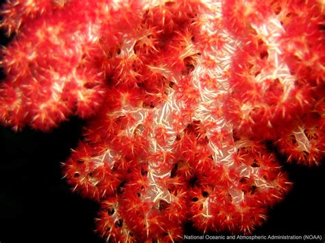 Red Soft Coral Free Sea Wallpaper On Sea And Sky