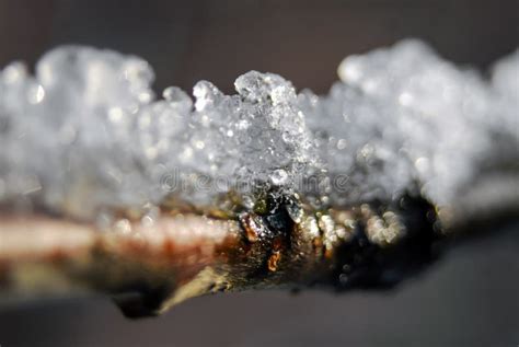 Melting Snow Ice On Tree Branch In Bright Sunlight Stock Photo Image