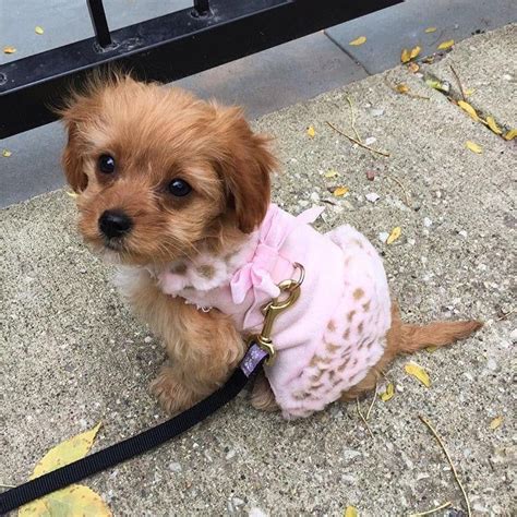 Is there anything cuter than a teddy bear puppy? Pin on Cockapoo puppies