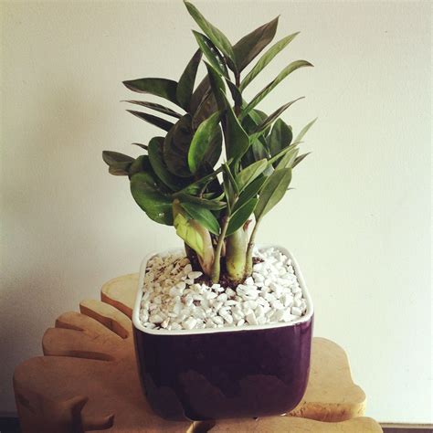 Get plant pot size guide delivered to your door in as little as 2 hours. ZZ plant in small pot | Zz plant | Pinterest | Plants ...