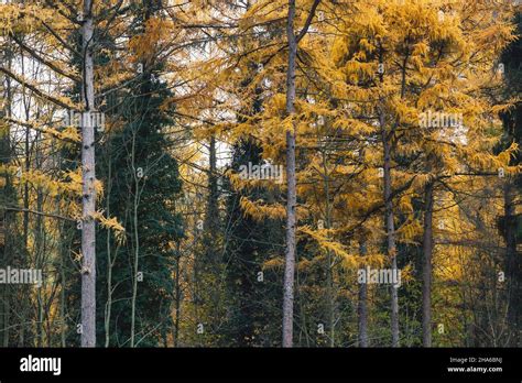 Larch Trees Larix Decidua With Yellow Autumnal Deciduous Foliage