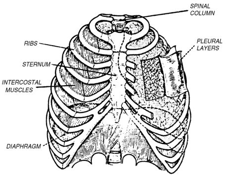 The rib cage has three important functions: Anatomical Rib Cage | Rib cage, Spinal column, Muscle