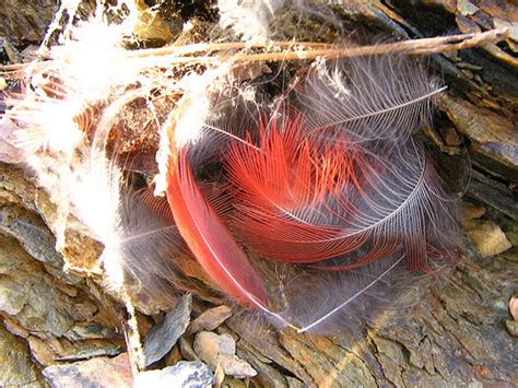 A Cardinals Feathers Reveal The Artifice And Design Of Nature Cai