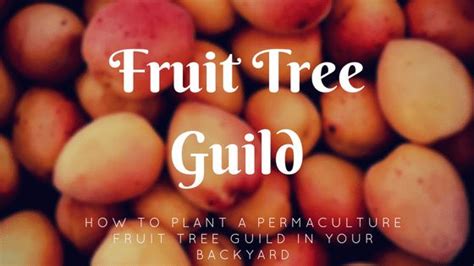 how to plant a fruit tree guild misfit gardening fruit trees food forest australian fruit