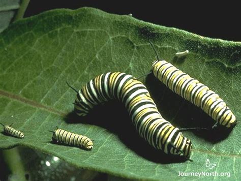 All the best coupons are usually arranged in the first 10 results. Gallery: What Do Monarch Larvae Do?
