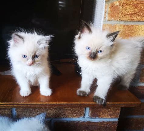 6 Adorable Pure Ragdoll Kittens Only 2 Boys Left In Port Talbot