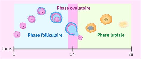 Bear in mind that when you do ovulate, you only have a short window of time to conceive before the egg starts to die. Quelles sont les phases du cycle menstruel chez la femme?