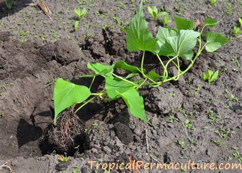 How To Grow Sweet Potatoes Growing Sweet Potatoes The Easy Way