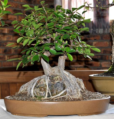 Ficus bonsai come mostly from tropical and subtropical areas. LENNARD'S BONSAI BEGINNINGS.: Brat open day at ...