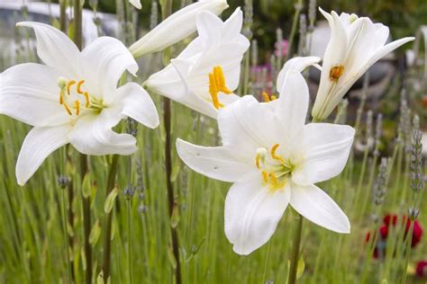 Lilium Candidum Care How To Grow And Care For The Madonna Lily Plant