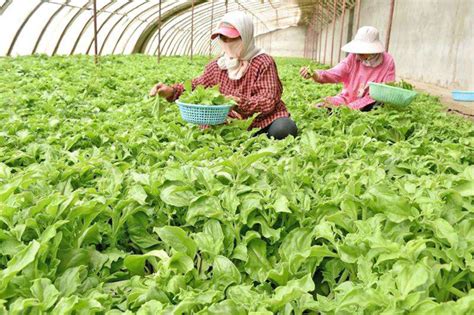 冰菜的种植前景如何？冰菜适合什么地方种植？ 种植技术 中国花木网