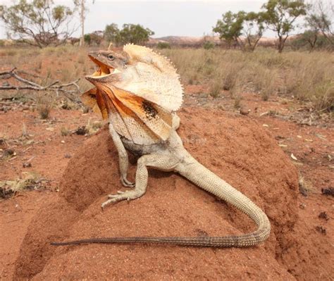 Chlamydosaurus Kingii Frill Necked Lizard Рептилии Ящерицы и Австралия