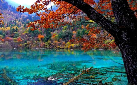 Lake With Crystal Clear Water Oak Tree With Red Leaves Widescreen Free