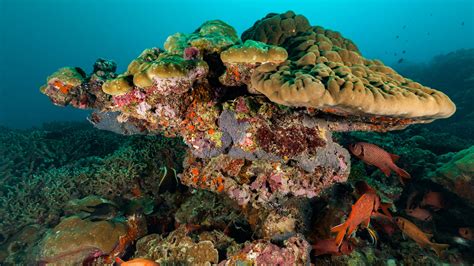 The Newz Times Corals May Store A Surprising Amount Of Microplastics