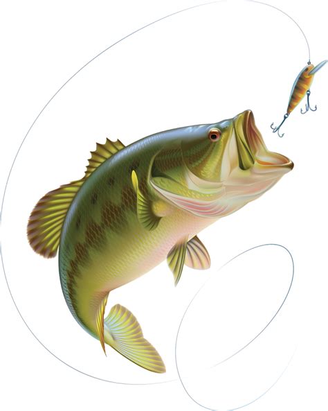 Download Vector Bass Fishing Png Pics Bukan Blog Luar Biasa