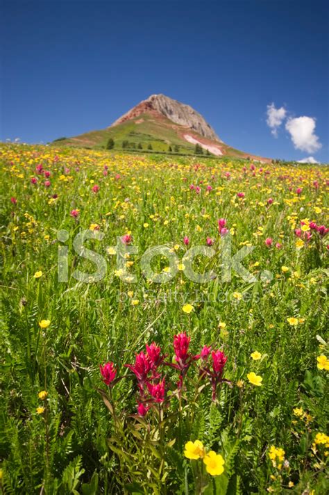Wildflower Rocky Mountain Landscape Stock Photo Royalty Free Freeimages