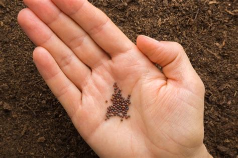 See Useful Tips Tricks For Germinating Seeds