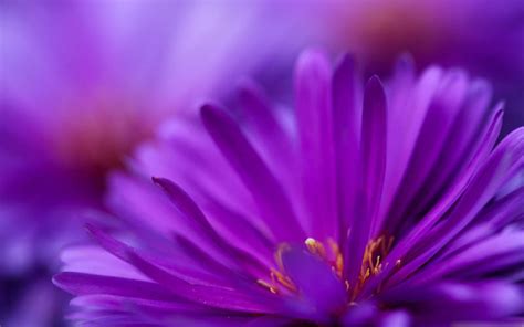 Purple Flower Petals Macbook Air Wallpaper Download Allmacwallpaper