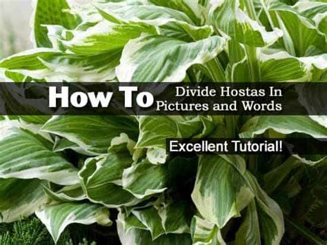 How To Divide Hostas In Pictures And Words