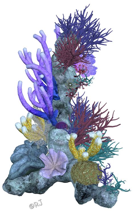 Coral Reef Png Png Image Collection