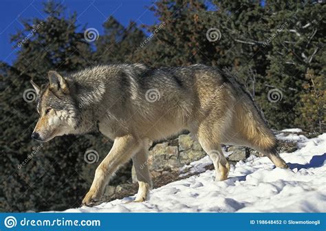 North American Grey Wolf Canis Lupus Occidentalis Adult Walking On